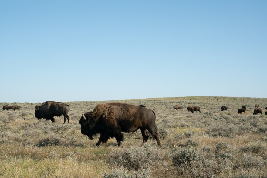 Bison walk on American Prairie Reserve land. The organization is slowly purchasing ranches from willing sellers, phasing out the cows and replacing them with wild bison.