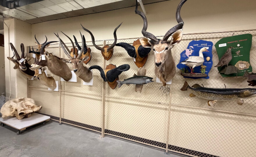 Various artifacts and specimens from the Grand Rapids Public Museum Archives.