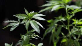 In this April 12, 2018, file photo, a marijuana plant awaits transplanting.