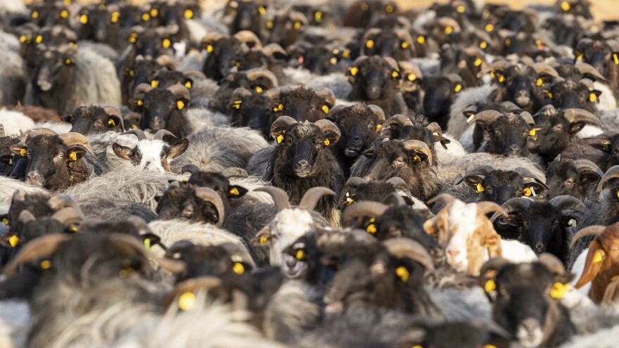 Sheep and goats stand together in Schneverdingen, Germany, before they form an approximately 330-foot syringe to promote vaccinations against COVID-19.