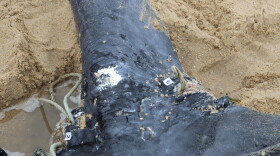 IFAW researchers marked a