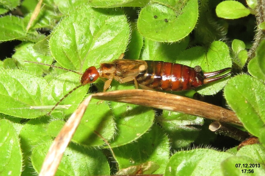 Did you know that female earwigs are great mothers?