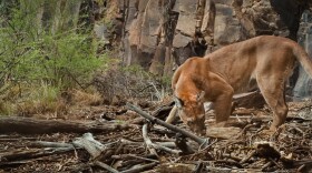 mountain-lion-1