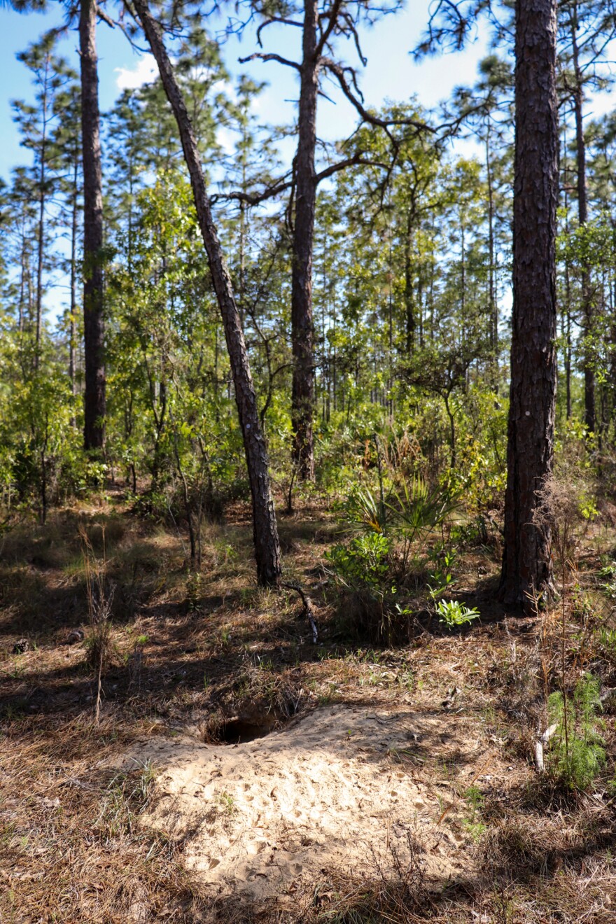 Vertical shot of a sandy habitat and gopher tortoise burrow surrounded by tall trees. 