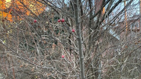 Small red berries are on an autumn olive bush. All the leaves on the plant are gone. A brick building is behind the nearly bare bush