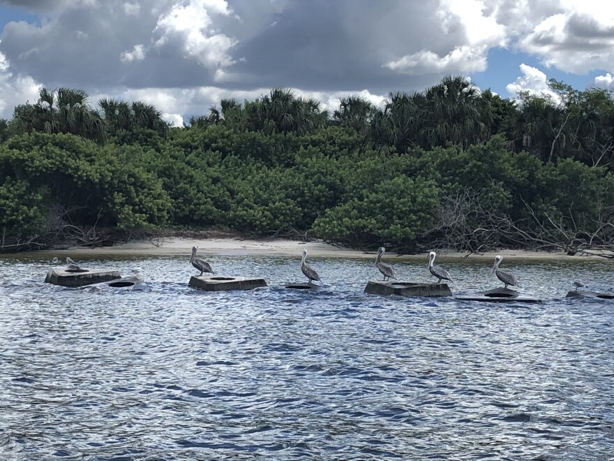 Shore birds lined up on pieces of the cement living shoreline created to break up wave energy along Sunken Island in Hillsborough Bay. Jessica Meszaros/WUSF