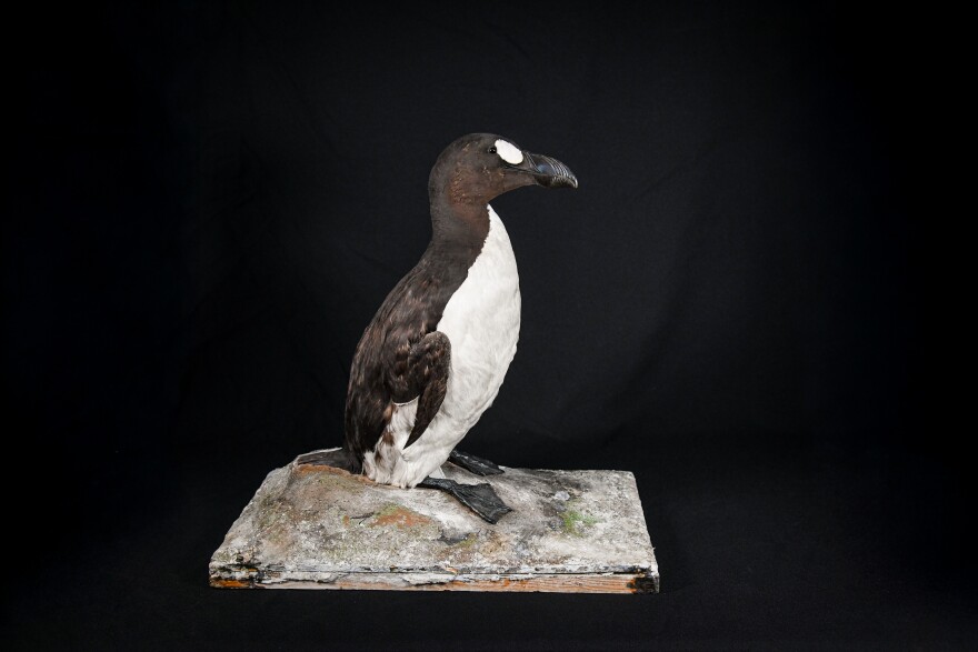  stuffed bird that looks like a penguin
