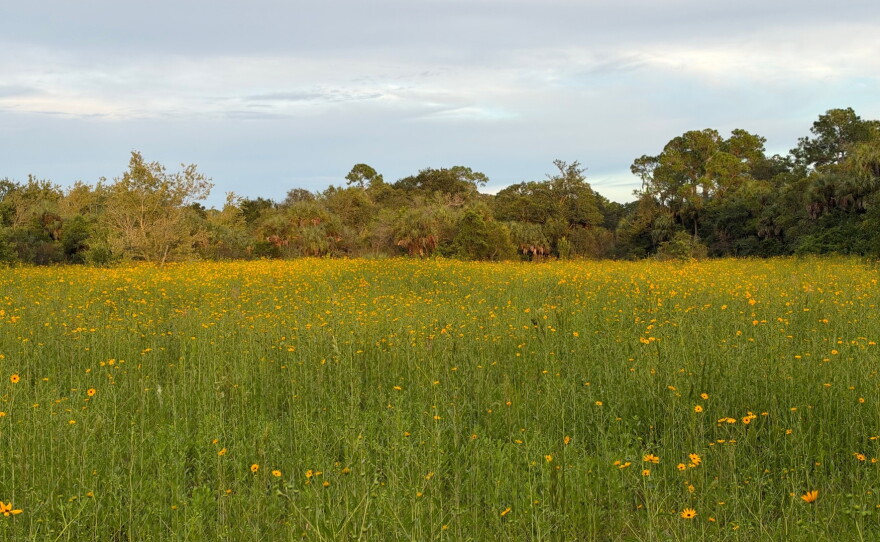 Acres and acres of Collier County Conservation Pepper Ranch Preserve are transformed into a sea of gold each October as the native wildflowers known as Southeastern sunflowers reach full bloom. As you travel to the sunflower fields spot deer, turkey, hawks, sandhill cranes and members of the resident cattle herd that call Pepper Ranch Preserve home.