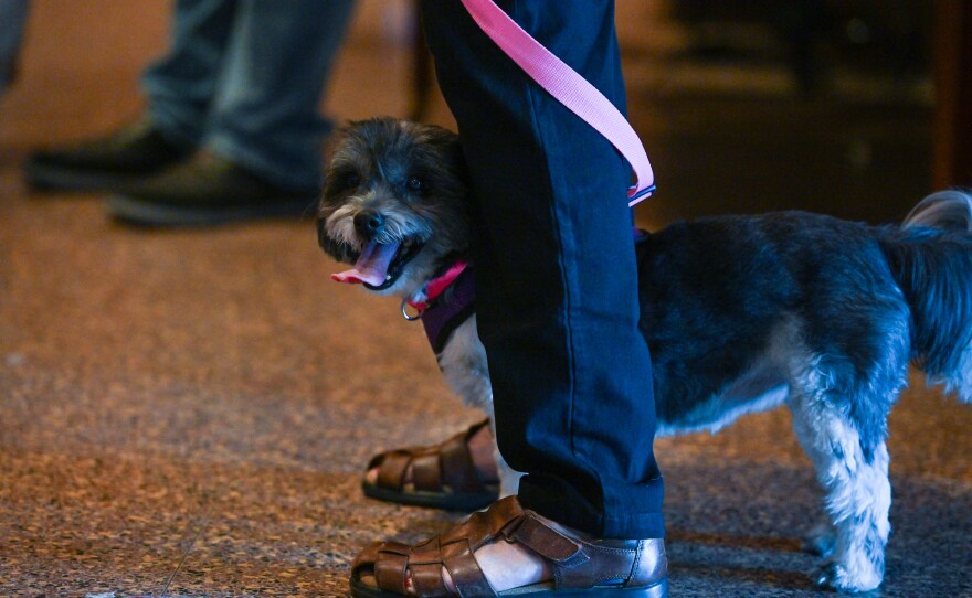 Holly wraps herself around her owner, Lucetta Savinelli.