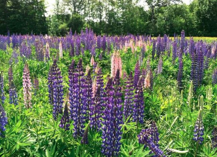 Lupine flowers growing in a field