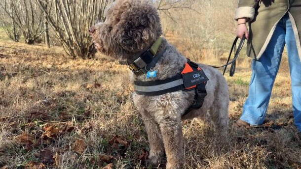 A fluffy, mottled white and brown dog is in an orchard of hazelnut and oak trees. He wears a fluorescent orange harness labeled "Luca: NewTown Truffle." 