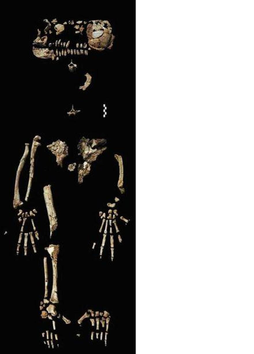 The skeletal remains of Ardipithecus ramidus or "Ardi"