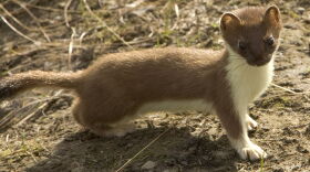 Short-tailed weasel (Mustela erminea), summer phase