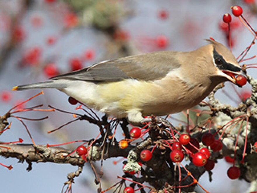 Cedar waxwing