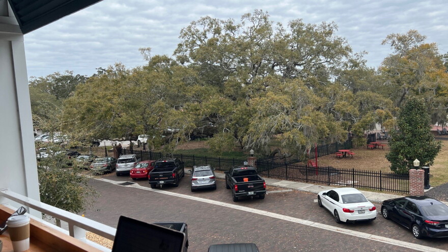The Baranoff Oak is seen from a second-story business in downtown Safety Harbor.