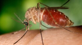 Known as a vector for the West Nile virus, this Culex quinquefasciatus mosquito has landed on a human finger.
