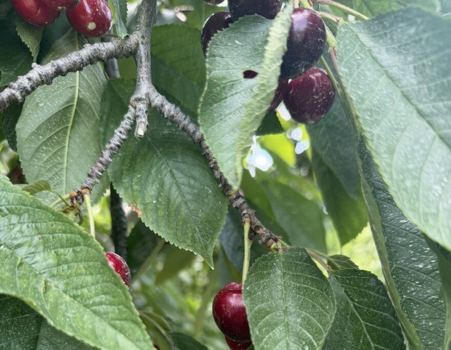 Cherries seen on a vine tree hang from a tree. 