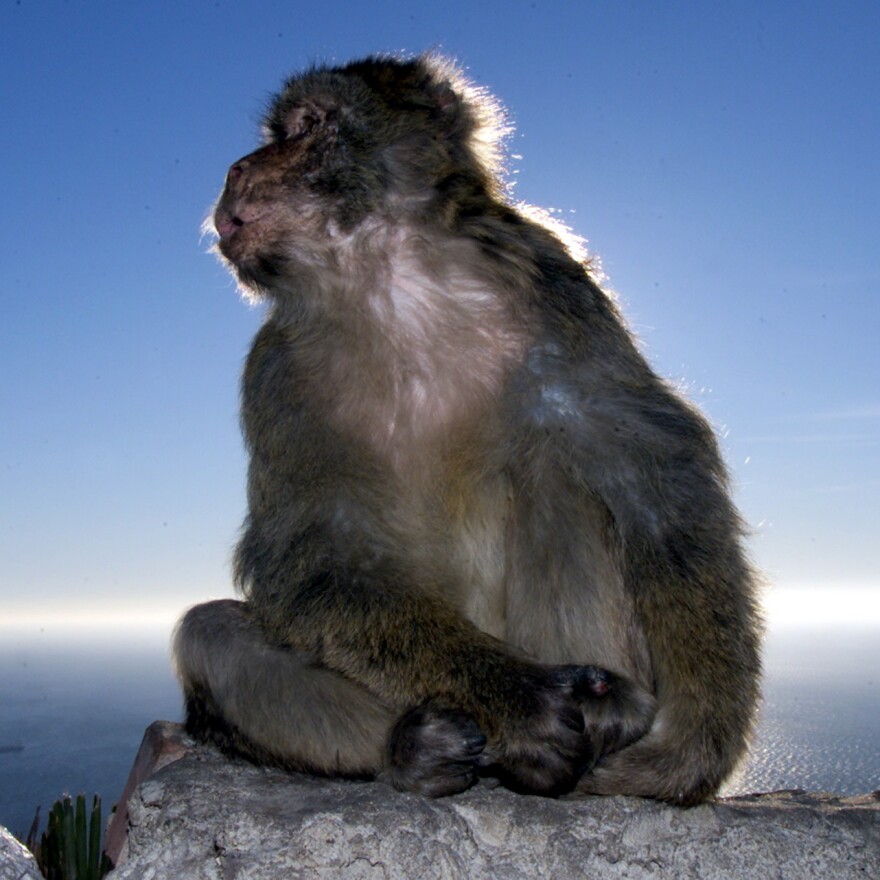One of the Gibraltarian residents noticeably absent from the dispute: a macaque — one of the hundreds that live on the peninsula.