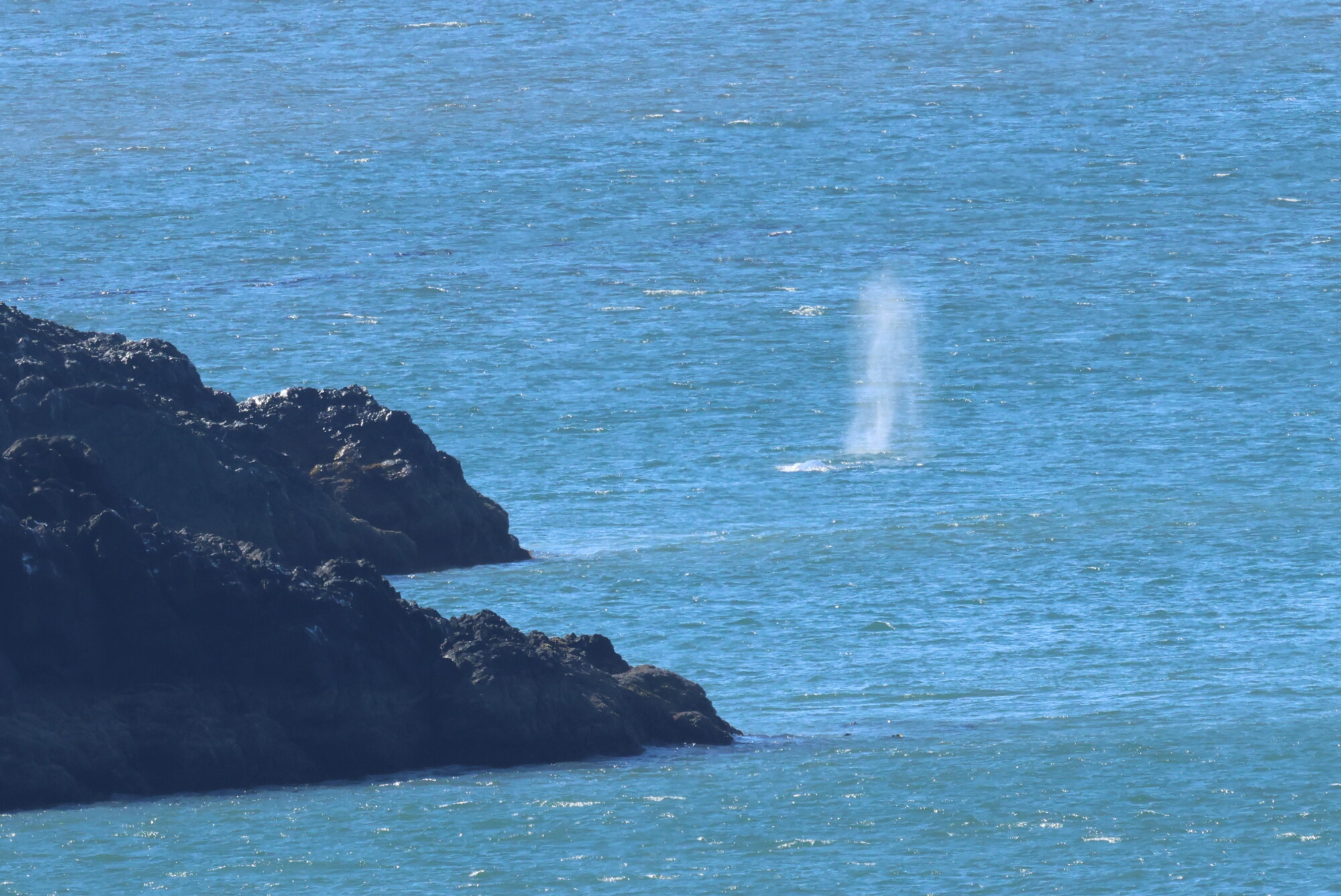 Missing whales, crematory protests and SOU's finances episode artwork
