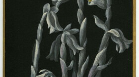 A painting of a grey-toned ghost flower done by Mabel Loomis Todd with a gold border.