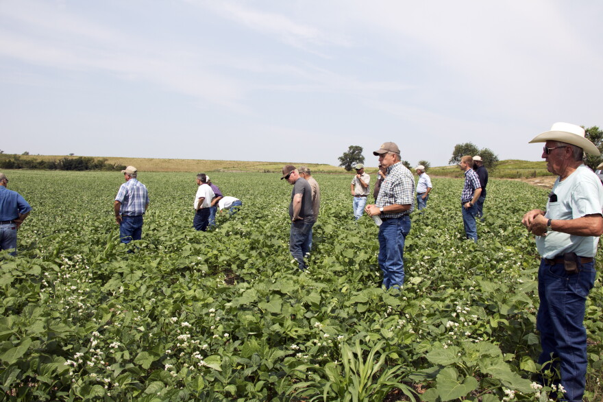 Several Oklahoma farmers wonder through a field of broad-leafed cover crops during a state Conservation Commission workshop in Dewey County in western Oklahoma. 