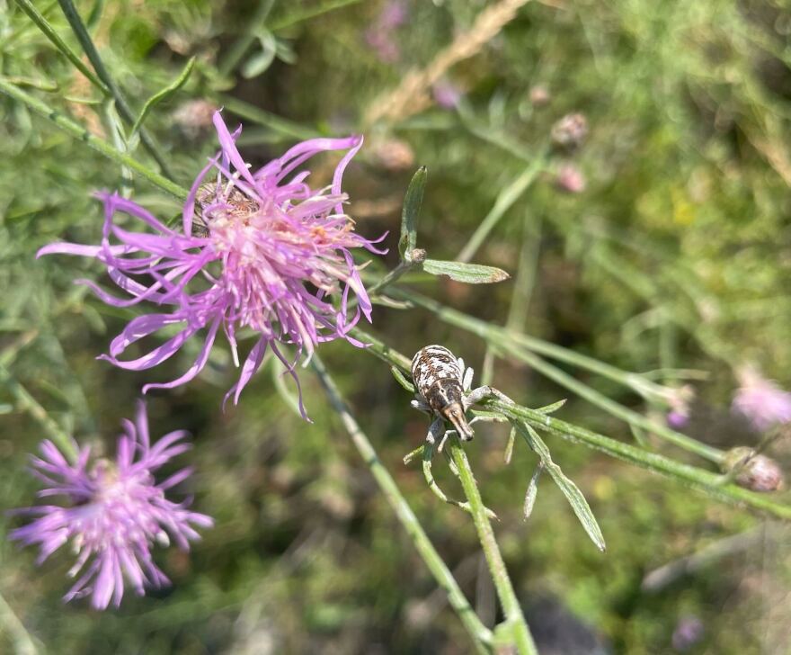 Spotted knapweed flowers with dark markings at the tips of the bracts that surround it 