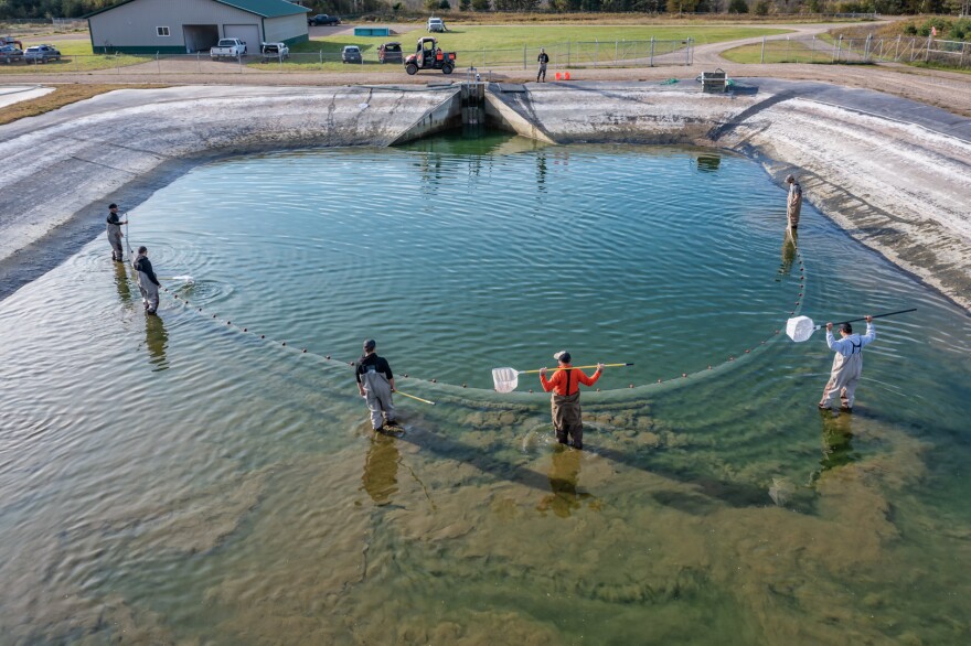 Tribal hatchery raises, releases thousands of walleye, seeking healthy lake  populations