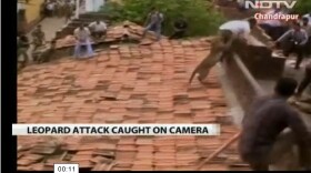 Video of a leopard attacking residents in the town of Chandrapur, Maharashtra, in central India.