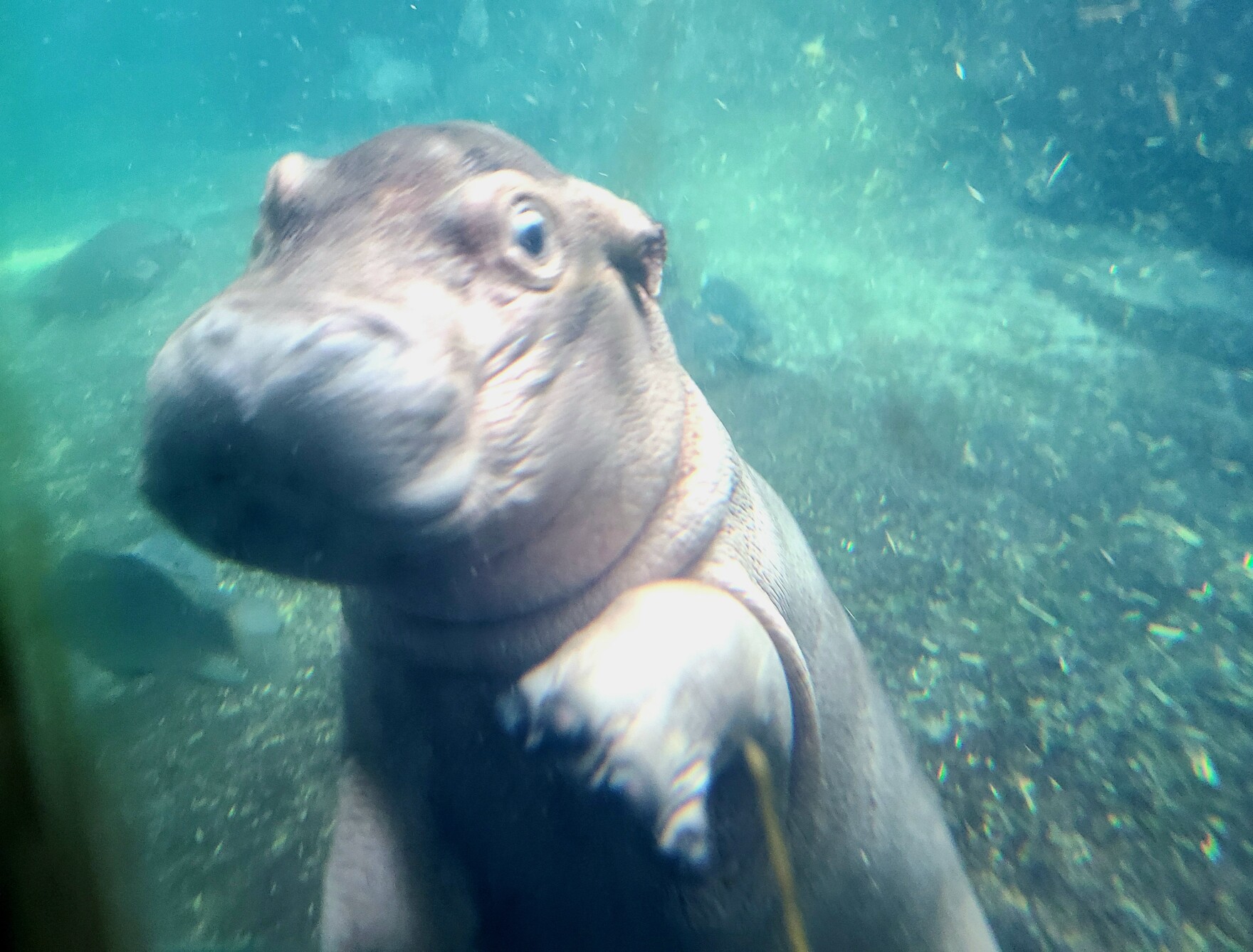 Photos Baby Fritz makes his debut to the public WVXU