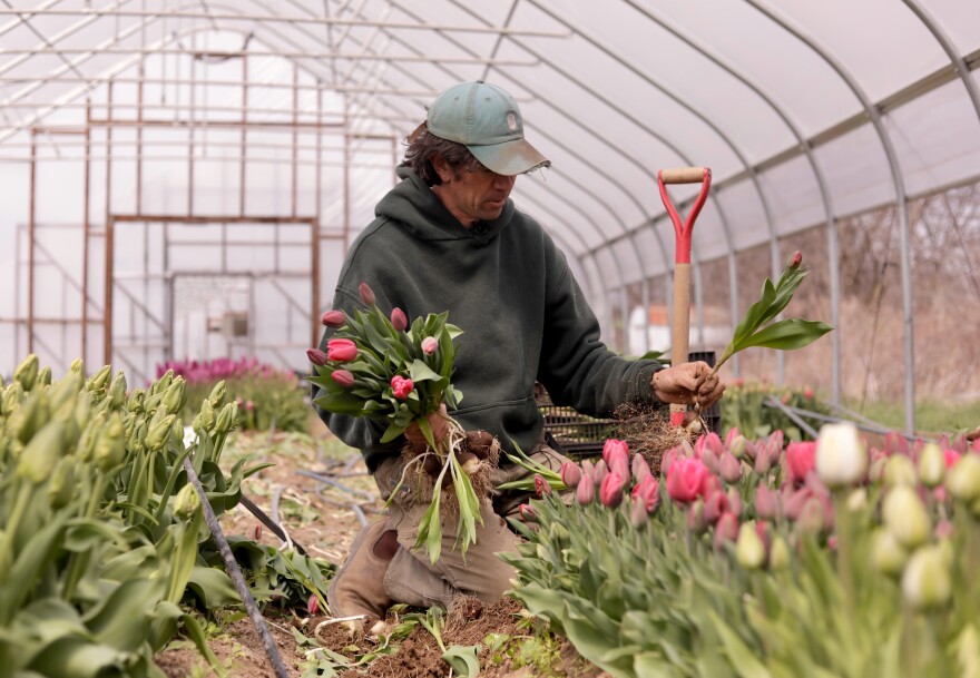 Gregory Witscher, owner of Understory Farm, harvests tulips, Monday, April 20, 2026, in Bridport, Vt.
