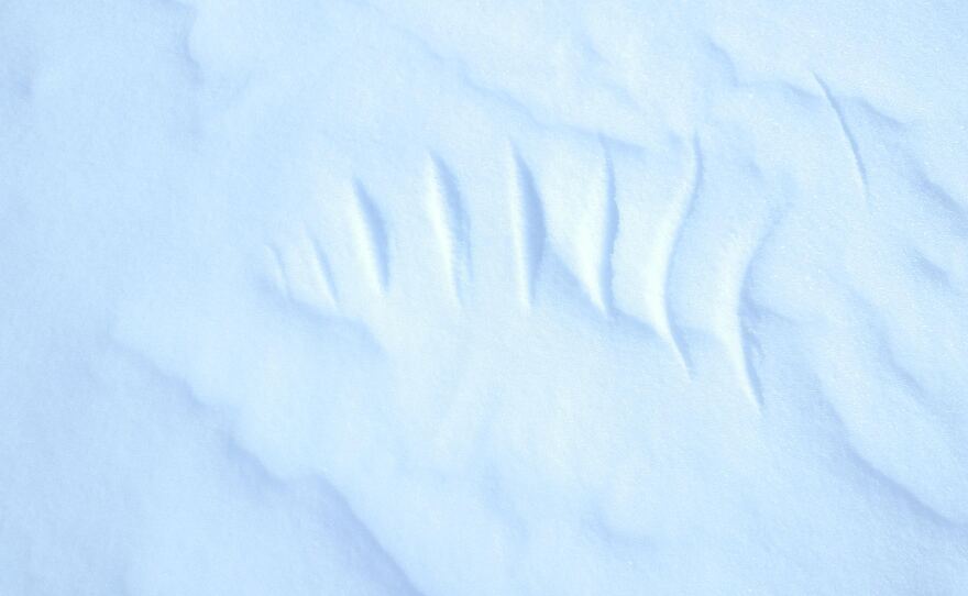 feather_print.jpg