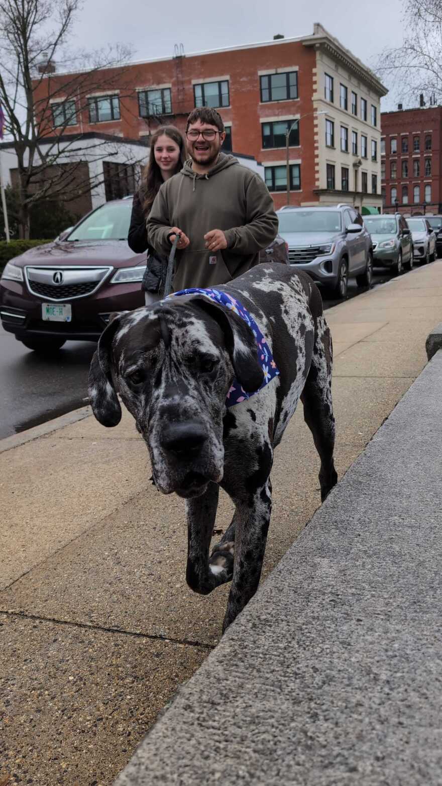 A great dane leisurely strolls through a Easter dog parade in Downtown Concord