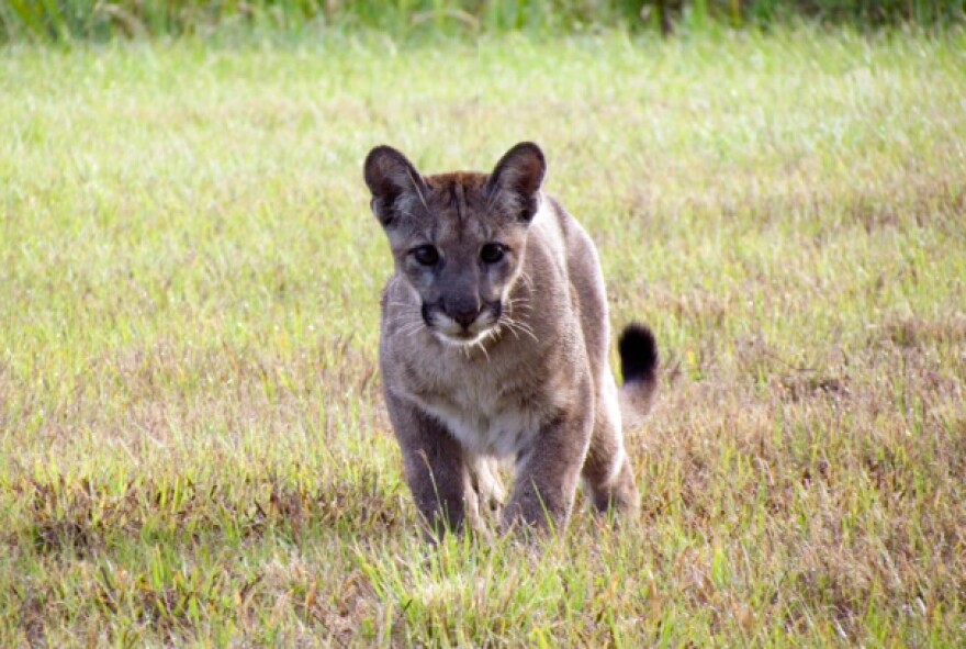 A panther is seen at Black Boar Ranch, near the town of LaBelle. The hunting preserve recently agreed to designate a portion of its land as habitat for the Florida panther.