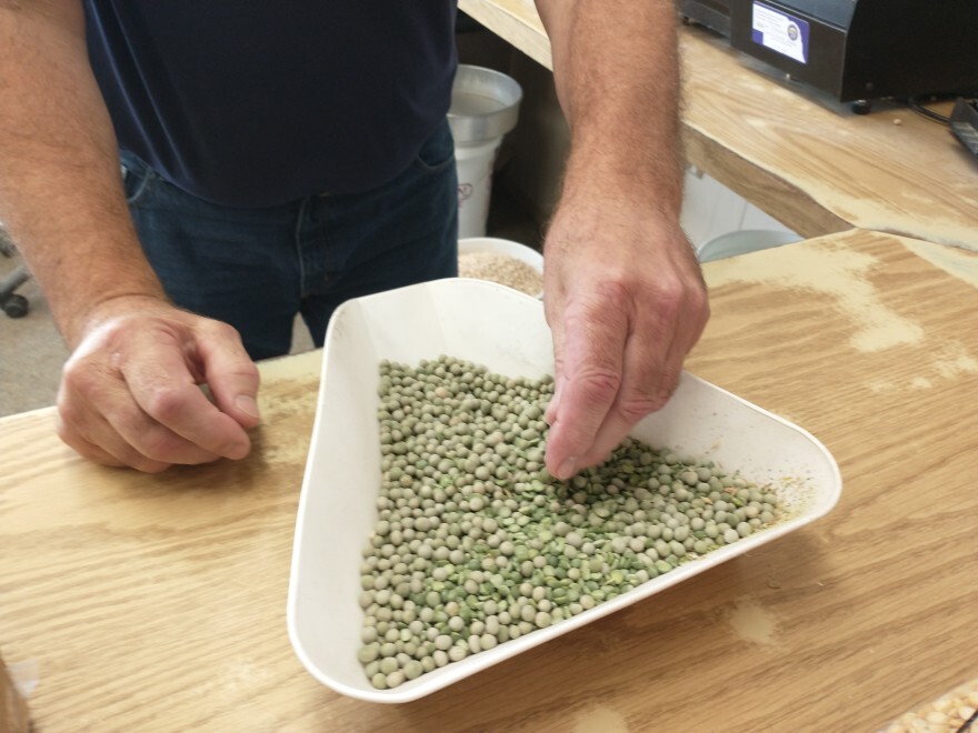 Marvin Fast runs his hand through a pan of green peas at Columbia Grain International's plant.