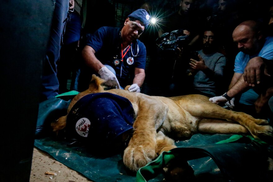 Khalil and his team sedate a lion as they prepare to evacuate the animal out of the Palestinian enclave and relocate it to a sanctuary elsewhere.