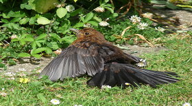 A blackbird sunning ... or is it anting? 