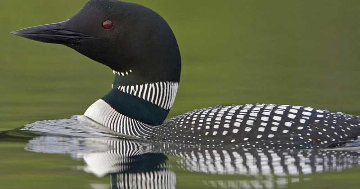 N.H.'s Most Beloved Animals New Hampshire Public Radio