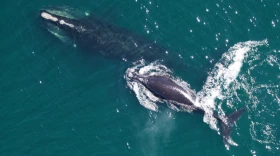 A North American right whale mother and calf. The endangered species migrate each year to calving grounds off Northeast Florida, Georgia and South Carolina.