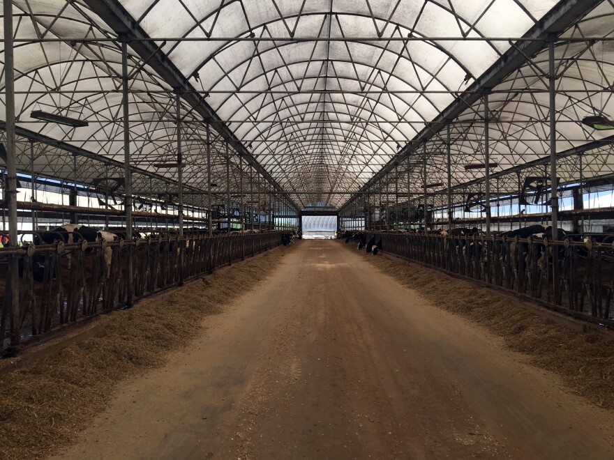 Cows line either side with a dirt road down the middle, silage near the cows and a metal framed ceiling made of semi-transparent plastic lets in light overhead