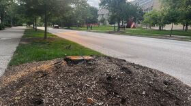 IU's landscaping team recently removed maple trees on East Seventh Street.