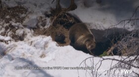 A photo from a Wyoming Game and Fish Department aerial monitoring flight taken in the spring of 2026 shows two grizzly bear cubs in the Yellowstone area born to a sow that was transported from the Glacier Park area in 2025. Wildlife managers moved the sow in an attempt to boost genetic diversity in Yellowstone bears.