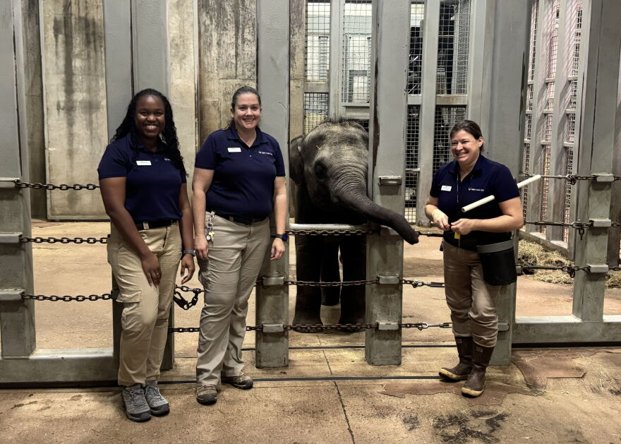 Jet, a young elephant at the St. Louis Zoo, received three doses of an experimental vaccine to protect against a potentially deadly virus.