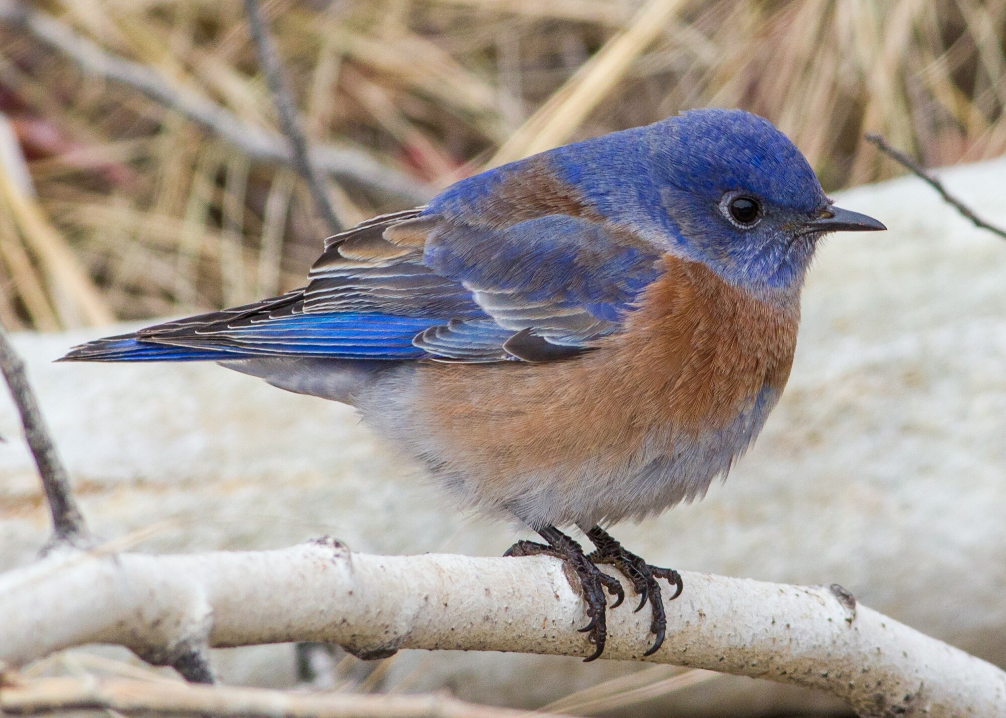 Seeking the “Blue Birds of Happiness” in West Texas episode artwork