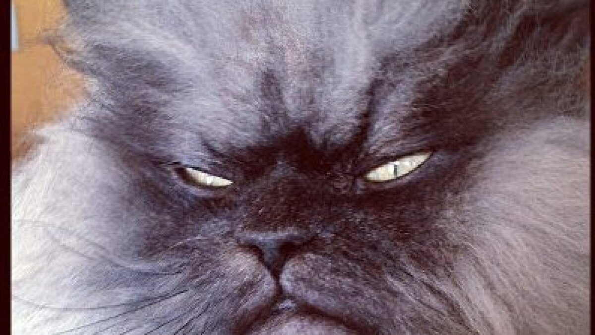 Seattle's latest rising star? Colonel Meow | KNKX Public Radio, image size:1200x675