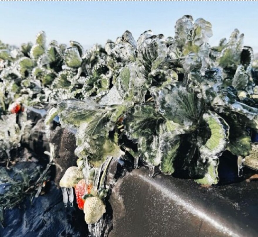 Strawberries damaged by 2026 freeze.