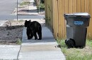 A small black bear on a sidewalk near a trash can.