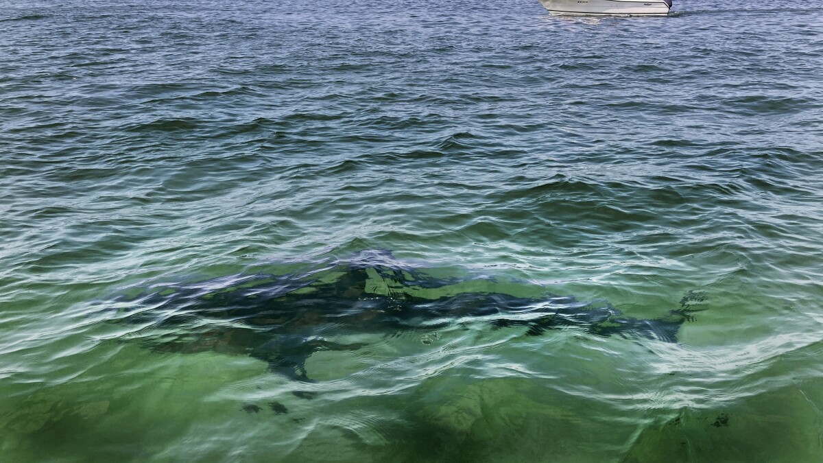 White shark sightings draw attention to coastal waters