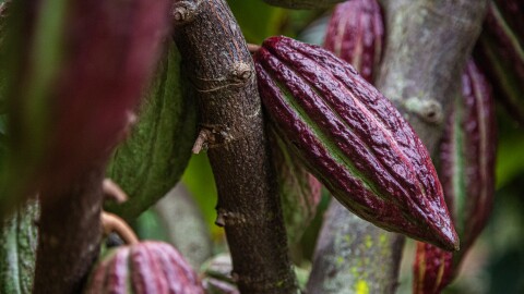 An unripe cacao fruit hanging from a tree at Kamananui Cacao Orchards. (March 16, 2026)
