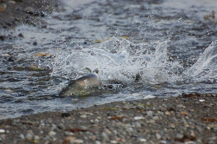 Pink salmon splashes through shallows. (K. Sowl / Alaska Region U.S. Fish and Wildlife)