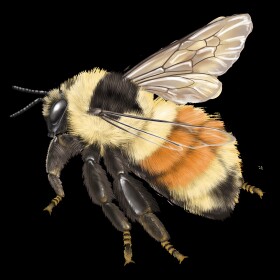 A forest bumblebee, one of two species positively identifies in Unalaska this summer.
